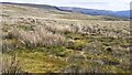 SD9092 : View eastwards over Sargill Parks by Luke Shaw