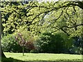 ST3087 : Spring colours, Belle Vue Park, Newport (4) by Robin Drayton