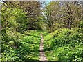 SK4416 : Footpath in Peter Elderfield Memorial Wood by Ian Calderwood