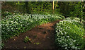 SX9065 : Ramsons, Chapel Hill Pleasure Grounds by Derek Harper