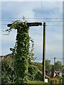 TG2301 : An ivy-covered pole by David Lally