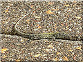 SZ5677 : Wall Lizard (Podarcis muralis) by Ian Capper