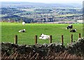 NZ1054 : Sheep beside Whinny Lane by Robert Graham