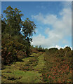 SX7879 : Track, Yarner Wood by Derek Harper