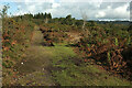 SX7879 : Track, Yarner Wood NNR by Derek Harper