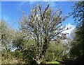 NZ1053 : Blossoming tree beside the Derwent Walk by Robert Graham