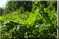 SX9066 : Giant hogweed leaves near Broomhill Way by Derek Harper