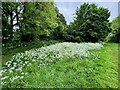 SK5034 : Cow parsley on the flood bank by David Lally