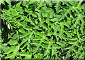 NJ9354 : Hogweed Leaf Patterns by Anne Burgess