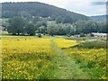 SK3254 : Descending through a field of buttercups on the Midshires Way by Ian Calderwood