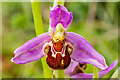 TQ2452 : Bee Orchid (Ophrys apifera) by Ian Capper