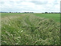 SE8521 : Fourstangs Drain, East Field, Adlingfleet Ings by Christine Johnstone