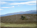 NH8510 : Trees on Creag na h-Uamha by Alan O'Dowd