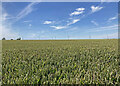 TL5953 : Wheatfield and wind farm by John Sutton