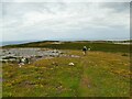 SH7584 : Limestone pavement on the Great Orme by Stephen Craven