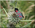 TQ8933 : Limes Land Tenterden - Six-spot Burnet Moth by Phil Brandon Hunter