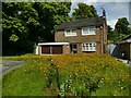 SJ7561 : Dandelions in a neglected garden by Stephen Craven