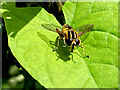 H4772 : Hoverfly, Mullaghmore by Kenneth  Allen