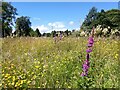 NS5570 : Wild flowers, Cluny Park by Richard Sutcliffe