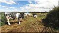 NY2645 : Field with cows on north side of rural road south of Wiza Farm by Luke Shaw