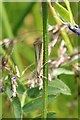 NS5478 : Straw grass moth by Richard Sutcliffe