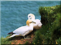 TA1974 : A pair of Gannets nesting at Bempton Cliffs by David Dixon