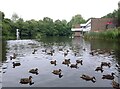 NS5574 : Ducks on the pond by Richard Sutcliffe