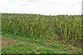 SP4616 : Footpath through the beans to Upper Campsfield Road by Philip Jeffrey