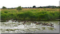 SJ9024 : A Gaggle of Canada Geese on Doxey Marshes by Rod Grealish