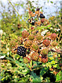 SO7119 : Bramble fruits by Jonathan Billinger