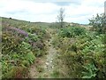 SO3798 : Path, Stiperstones national nature reserve by Christine Johnstone