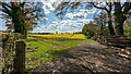 SO6628 : Oil Seed Rape Field by Sandy Gerrard