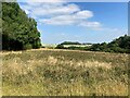 SK6749 : Field of Scrub Bordering Thistly Coppice by Jonathan Clitheroe