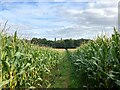 SK6151 : Footpath and Field of Maize by Jonathan Clitheroe