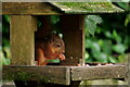 SD1399 : Juvenile Squirrel by Peter Trimming