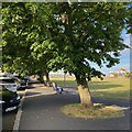 SX9472 : Limes, Teignmouth seafront by Robin Stott