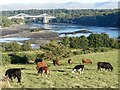 SH5471 : Cattle beside the Menai Strait by Robin Drayton