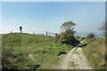 TQ0512 : The South Downs Way at Rackham Banks by Des Blenkinsopp