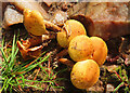 NJ4659 : Toadstools by Anne Burgess