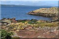 NS1454 : Old red sandstone on the western shore of Great Cumbrae by David Martin