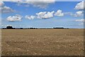 TF5022 : Sutton Bridge, Grange Farm: Crop starting to grow by Michael Garlick