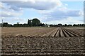 TF4824 : Sutton Bridge: Potato crop yet to be harvested by Michael Garlick