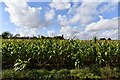 TL9870 : Langham, Holeywall Lane: Maize crop by Michael Garlick