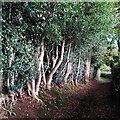 SP2683 : Hollow way with holly trees, Hollyberry End by A J Paxton