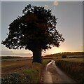 SP2683 : Shaft Lane, Meriden by A J Paxton