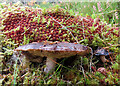 NJ2330 : Sphagnum and Fungi by Anne Burgess