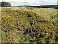 ST5452 : Gorse in the dips by Neil Owen