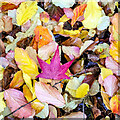 SO7119 : Autumn leaves, 1 by Jonathan Billinger