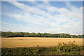 NZ2827 : Farmland to the west of the A167 by David Dixon