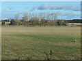 SE6944 : Trees alongside the old course of the Derwent by Christine Johnstone